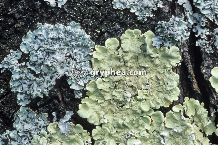 Parmélie froncée (Flavoparmelia caperata) - gryphea.com